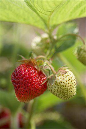 simsearch:600-05973030,k - Ripe Strawberry on Vine, DeVries Farm, Fenwick, Ontario, Canada Foto de stock - Sin royalties Premium, Código: 600-05973558