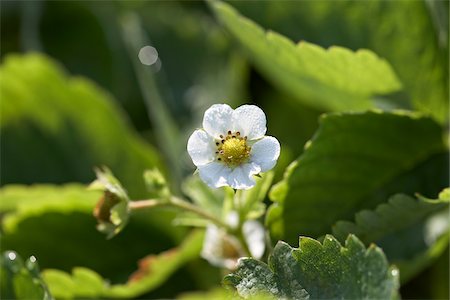 fragaria - Gros plan de la fleur de fraisier, ferme DeVries, Fenwick (Ontario), Canada Photographie de stock - Premium Libres de Droits, Code: 600-05973552