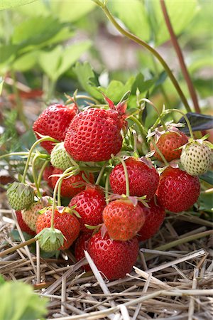 fenwick - Ripe Strawberries on Plants, DeVries Farm, Fenwick, Ontario, Canada Foto de stock - Sin royalties Premium, Código: 600-05973561