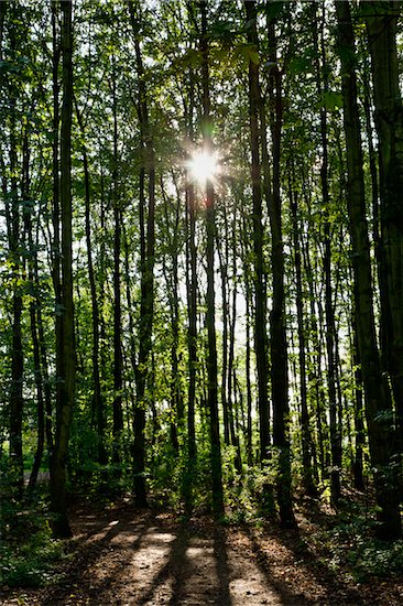 Sun through Forest, Germany Stock Photo - Premium Royalty-Free, Artist: Norbert Schäfer, Image code: 600-05973814