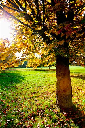 fall - Golf Course with Trees in Autumn, North Rhine-Westphalia, Germany Stock Photo - Premium Royalty-Free, Code: 600-05973843