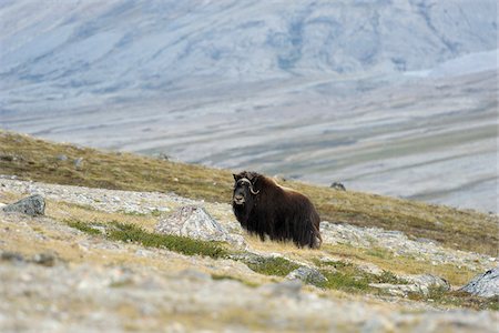 Le bœuf musqué, Nordbugten, Nordvestfjorden, Scoresby Sund, Groenland Photographie de stock - Premium Libres de Droits, Code: 600-05973884