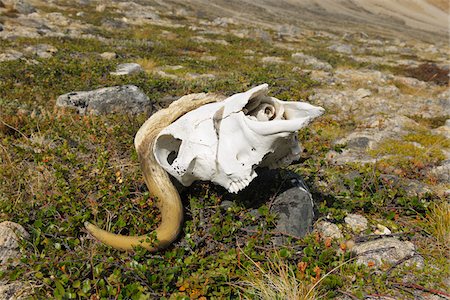 Musk Ox Skull, Nordbugten, Nordvestfjorden, Scoresby Sund, Greenland Foto de stock - Sin royalties Premium, Código: 600-05973886