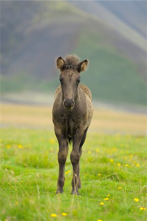 puledro - Icelandic Horse, Foal, Iceland Fotografie stock - Premium Royalty-Free, Codice: 600-06009076