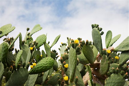 prickly pear cactus - Indian Fig Cactus, Ginostra, Stromboli Island, Aeolian Islands, Italy Foto de stock - Sin royalties Premium, Código: 600-06009171