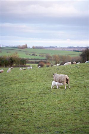 english countryside - Moutons paissant dans les collines, Scunthorpe, Lincolnshire, Angleterre Photographie de stock - Premium Libres de Droits, Code: 600-06009235