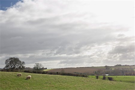 Sheep Grazing in Hills, Scunthorpe, Lincolnshire, England Foto de stock - Sin royalties Premium, Código: 600-06009232