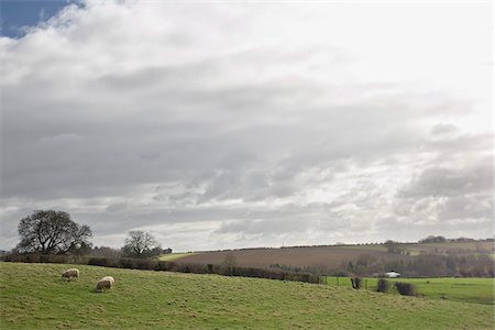 english country farms - Sheep Grazing in Hills, Scunthorpe, Lincolnshire, England Stock Photo - Premium Royalty-Free, Code: 600-06009232