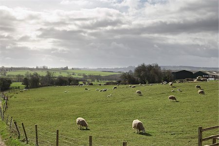 Sheep Grazing in Hills, Scunthorpe, Lincolnshire, England Foto de stock - Sin royalties Premium, Código: 600-06009233