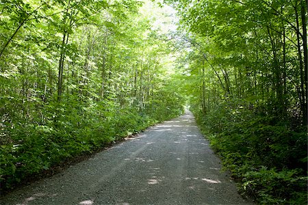 road with beautiful tree - Country Road, Ontario, Canada Stock Photo - Premium Royalty-Free, Code: 600-06037894