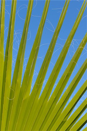 feuille de palmier - Détail du Palm Leaves, Marrakech, Maroc Photographie de stock - Premium Libres de Droits, Code: 600-06038021