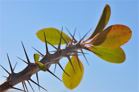 prickly plants - Crown of Thorns, Marrakech, Morocco Stock Photo - Premium Royalty-Free, Code: 600-06038068