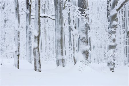 rhoen - Snow Covered Tree Trunks in Forest, Rhoen, Rhon Mountains, Hesse, Germany Foto de stock - Sin royalties Premium, Código: 600-06038312