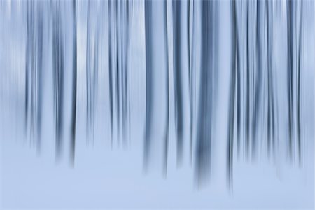 quiet landscape - Snow Covered Tree Trunks in Forest, Rhoen, Rhon Mountains, Hesse, Germany Foto de stock - Sin royalties Premium, Código: 600-06038313