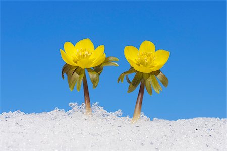 emergence - Eranthis Hyemalis dans la neige, la Franconie, Bavière, Allemagne Photographie de stock - Premium Libres de Droits, Code: 600-06038321