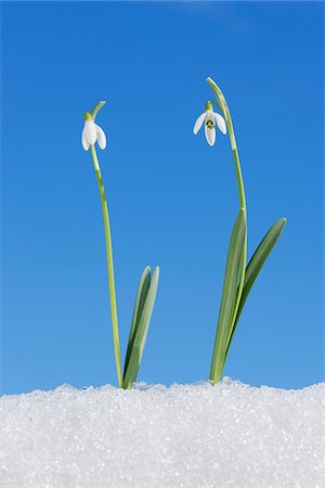 Galanthus Nivalis in Snow, Bavaria, Germany Foto de stock - Sin royalties Premium, Código: 600-06038322