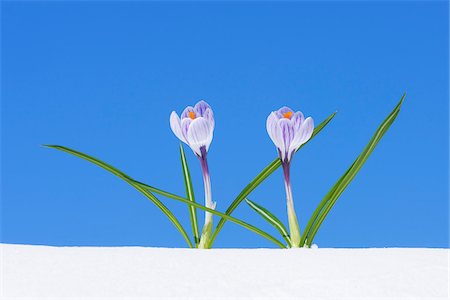 Crocus Vernus dans la neige, la Franconie, Bavière, Allemagne Photographie de stock - Premium Libres de Droits, Code: 600-06038330