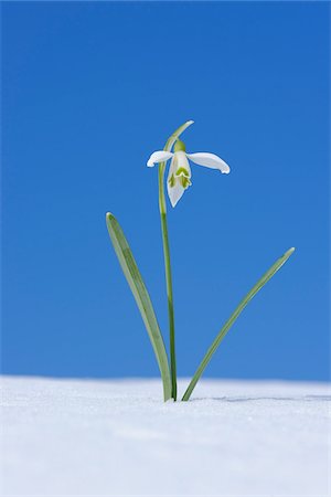 perce-neige - Galanthus Nivalis Snowdrop neige, Bavière, Allemagne Photographie de stock - Premium Libres de Droits, Code: 600-06038332