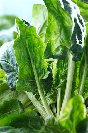 Close-up of Spinach Foto de stock - Sin royalties Premium, Código: 600-06059755