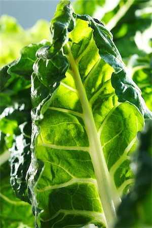 superfood - Close-up of Green Chard Stock Photo - Premium Royalty-Free, Code: 600-06059752