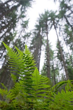 fronds - Altenmarkt-Zauchensee, Salzburger Land, Austria Stock Photo - Premium Royalty-Free, Code: 600-06109457