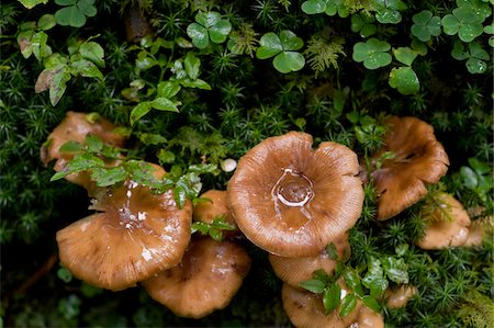 Mushrooms, Altenmarkt-Zauchensee, Salzburger Land, Austria Fotografie stock - Premium Royalty-Free, Codice: 600-06109459