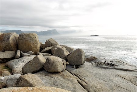 piedra grande - Penguins, Boulders Beach, Cape Peninsula, Western Cape, Cape Province, South Africa Foto de stock - Sin royalties Premium, Código: 600-06109462