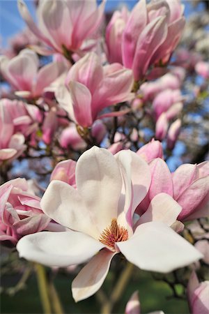 detalles de la naturaleza - Magnolia, Aschaffenburg, Bavaria, Germany Foto de stock - Sin royalties Premium, Código: 600-06119665