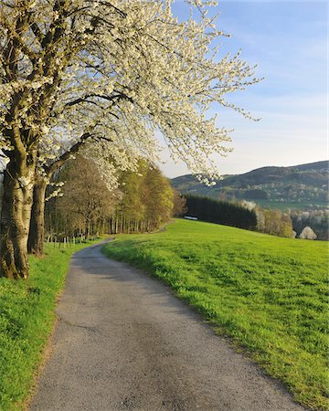 flower roads - Path and Cherry Trees, Lindenfels, Hesse, Germany Stock Photo - Premium Royalty-Free, Code: 600-06119667