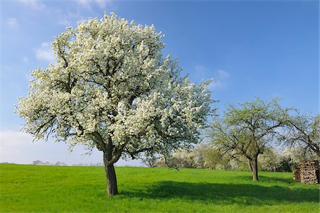 simsearch:600-06119679,k - Pear Tree, Wenigumstadt, Aschaffenburg, Franconia, Bavaria, Germany Foto de stock - Sin royalties Premium, Código: 600-06119669