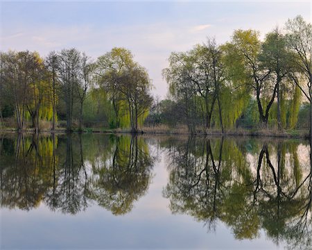 Babylon Willows and Lake, Aschaffenburg, Franconia, Bavaria, Germany Stock Photo - Premium Royalty-Free, Code: 600-06119661