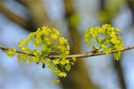 Maple Tree Blossom, Aschaffenburg, Bavière, Allemagne Photographie de stock - Premium Libres de Droits, Code: 600-06119662