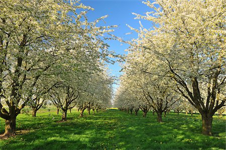 flowers in a row - Cerisiers arbres, Appenweier, Ortenaukreis, Bade-Wurtemberg, Allemagne Photographie de stock - Premium Libres de Droits, Code: 600-06119674