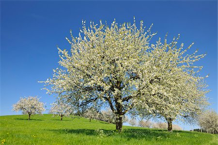 Cherry Trees and Meadow, Baden-Wurttemberg, Germany Stock Photo - Premium Royalty-Free, Code: 600-06119679