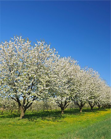 Cerisiers arbres, Appenweier, Ortenaukreis, Bade-Wurtemberg, Allemagne Photographie de stock - Premium Libres de Droits, Code: 600-06119673