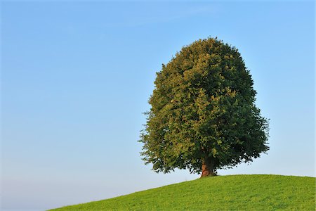 Lime Tree on Hill in Summer, Switzerland Stock Photo - Premium Royalty-Free, Code: 600-06119756