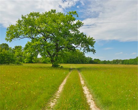 simsearch:6119-07541480,k - Tire Tracks in Meadow with Oak Tree, Taubergiessen Nature Reserve, Kappel, Rust, Baden-Wurttemberg, Germany Foto de stock - Sin royalties Premium, Código: 600-06119765