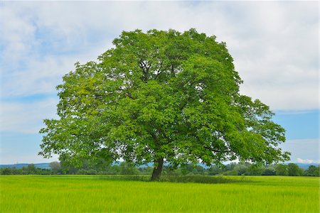 simsearch:600-05642071,k - Walnut Tree in Grain Field, Taubergiessen Nature Reserve, Kappel, Rust, Baden-Wurttemberg, Germany Stock Photo - Premium Royalty-Free, Code: 600-06119767