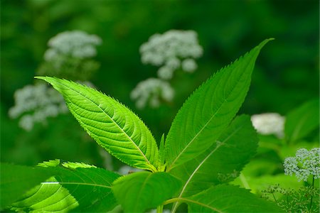 Himalayan Balsam Leaves, Taubergiessen Nature Reserve, Kappel, Rust, Baden-Wurttemberg, Germany Stock Photo - Premium Royalty-Free, Code: 600-06119768