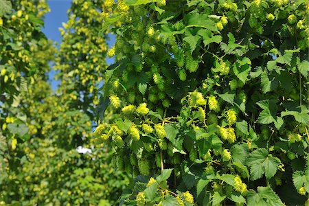 Hop Cones, Humulus Lupulus, Baden-Wurttemberg, Germany Foto de stock - Sin royalties Premium, Código: 600-06119762