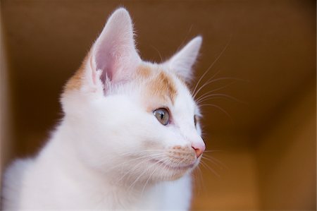 Portrait of Kitten Fotografie stock - Premium Royalty-Free, Codice: 600-06119786