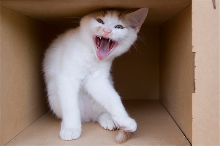 Hissing Kitten in Cardboard Box Stock Photo - Premium Royalty-Free, Code: 600-06119787