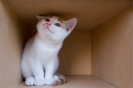 Kitten in Cardboard Box Foto de stock - Sin royalties Premium, Código: 600-06119788