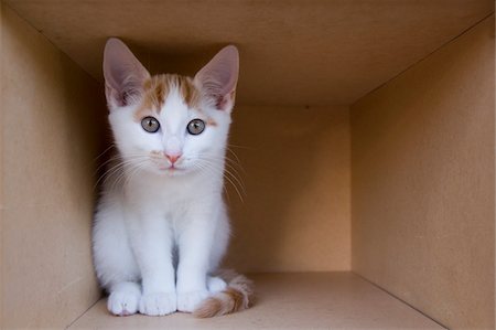 pappkarton - Kitten in Cardboard Box Foto de stock - Sin royalties Premium, Código: 600-06119789