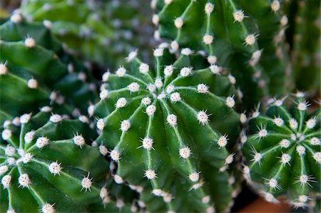 Gros plan de Cactus Photographie de stock - Premium Libres de Droits, Code: 600-06119790