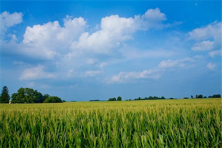 field of grain - Champ de maïs, Millville, Indiana, USA Photographie de stock - Premium Libres de Droits, Code: 600-06125583