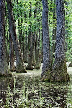 simsearch:600-06125785,k - Cypress Swamp, Natchez Trace Parkway, Mississippi, USA Stock Photo - Premium Royalty-Free, Code: 600-06125782