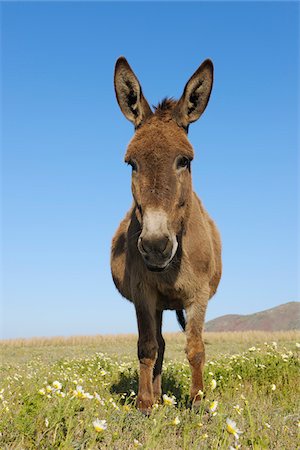 equus africanus asinus - Donkey, Oia, Santorini Island, Cyclades Islands, Greek Islands, Greece Foto de stock - Sin royalties Premium, Código: 600-06125820