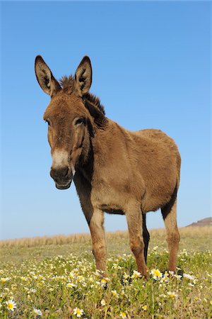 equus africanus asinus - Donkey, Oia, Santorini Island, Cyclades Islands, Greek Islands, Greece Stock Photo - Premium Royalty-Free, Code: 600-06125821