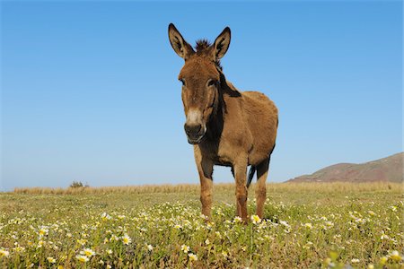 donkey image - Donkey, Oia, Santorini Island, Cyclades Islands, Greek Islands, Greece Stock Photo - Premium Royalty-Free, Code: 600-06125822